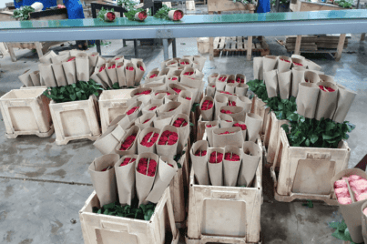 Wholesale Roses are wrapped individually when shipped to Toronto