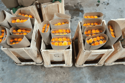 Wholesale Roses are wrapped individually when shipped to Toronto