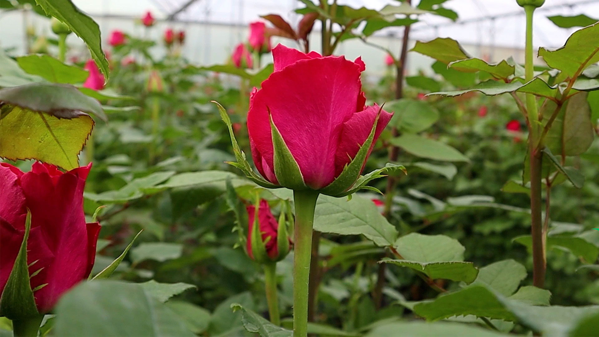 Eutopian Roses About, Toronto based provider of wholesale roses - Ethican Nebula ...