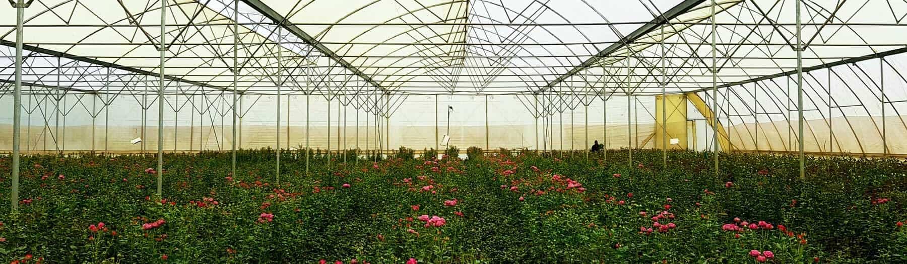 Greenhouse in Ethiopia where roses are grown